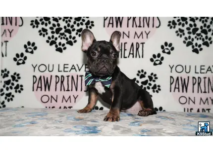 a small black french bulldog dog