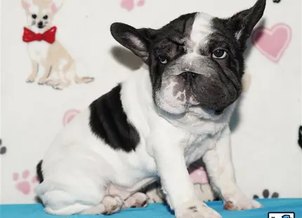 a black and white french bulldog dog