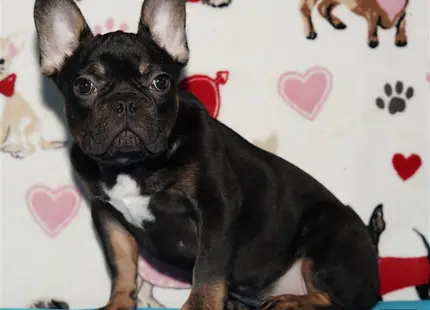 a black french bulldog dog with a white and black collar