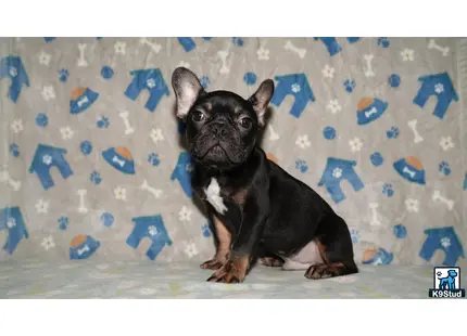 a french bulldog dog lying on a bed