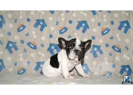 a french bulldog dog sitting on a bed