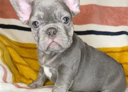 a small french bulldog dog wearing a sweater