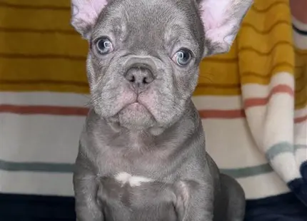 a small french bulldog dog on a bed