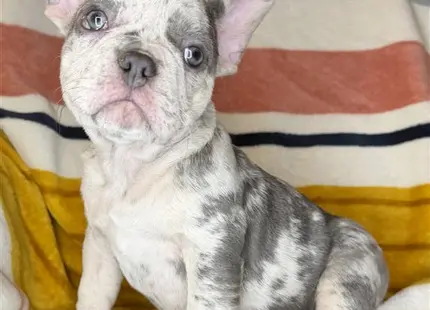a small white french bulldog dog