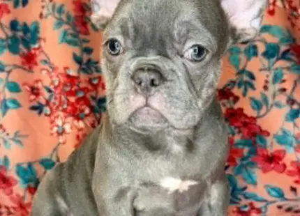 a french bulldog dog sitting on a couch