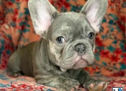 a french bulldog dog lying on a blanket
