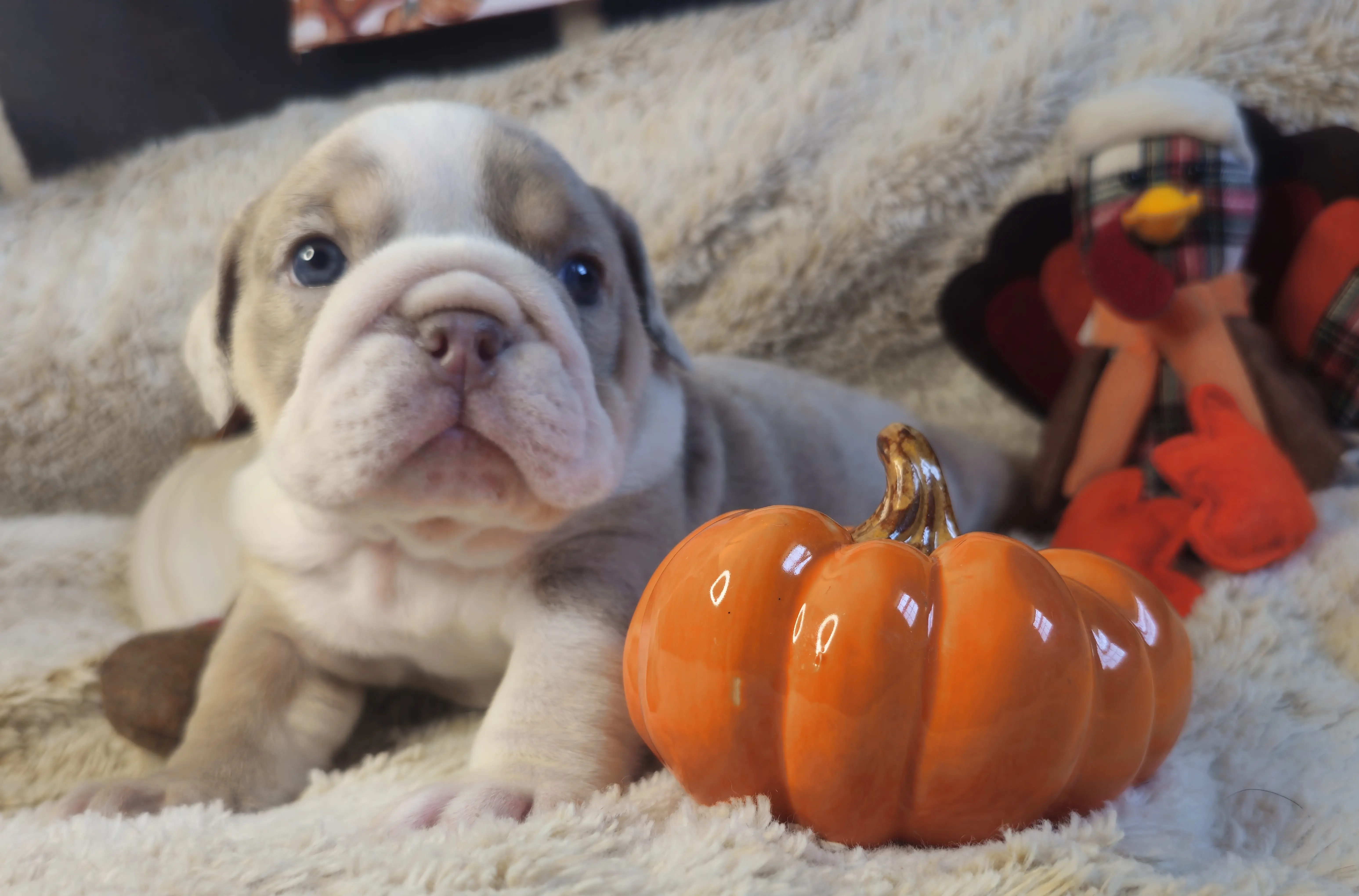 Bulldog puppy for sale: Bulldog puppy with a light coat beside a small orange pumpkin