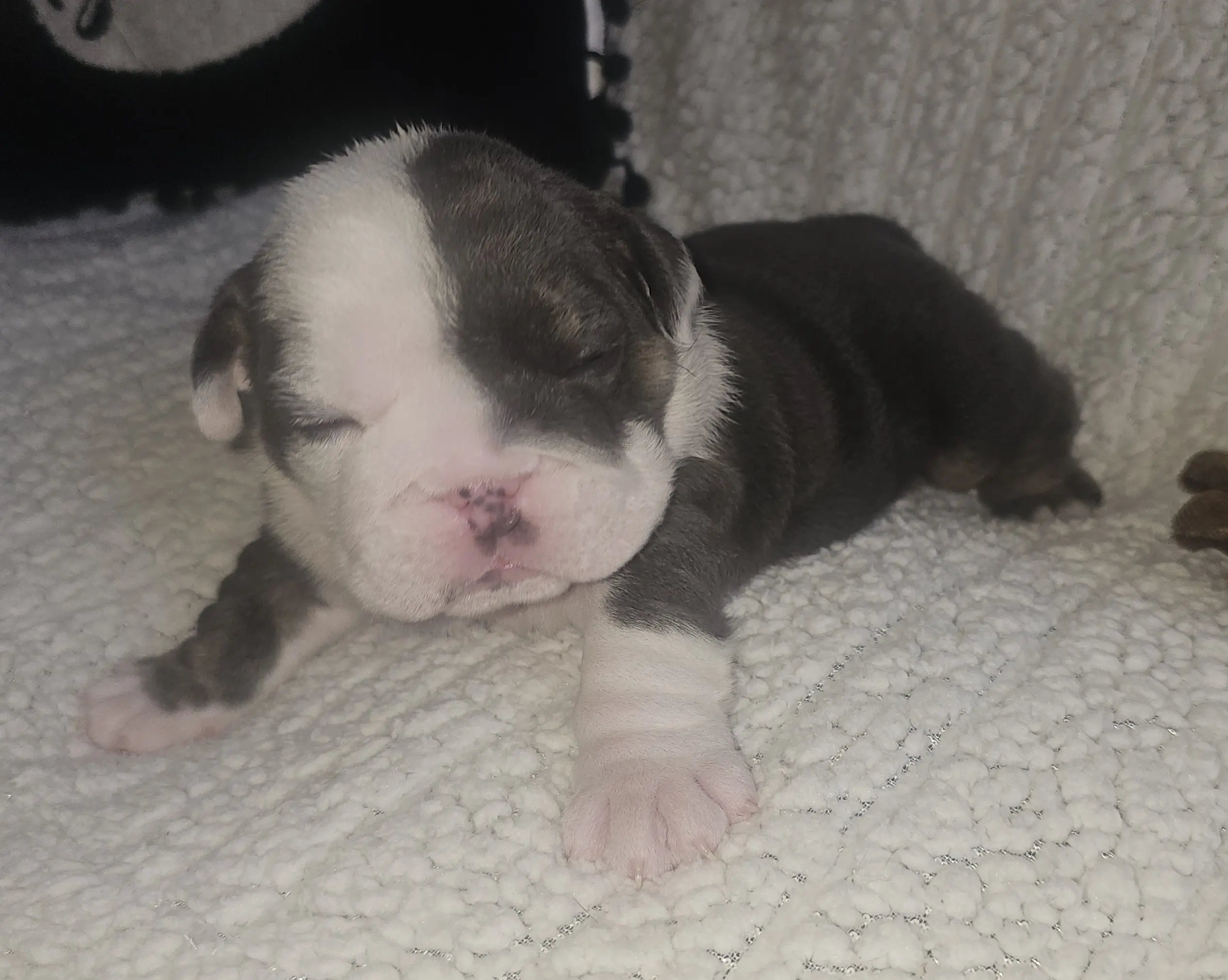 Bulldog puppy
