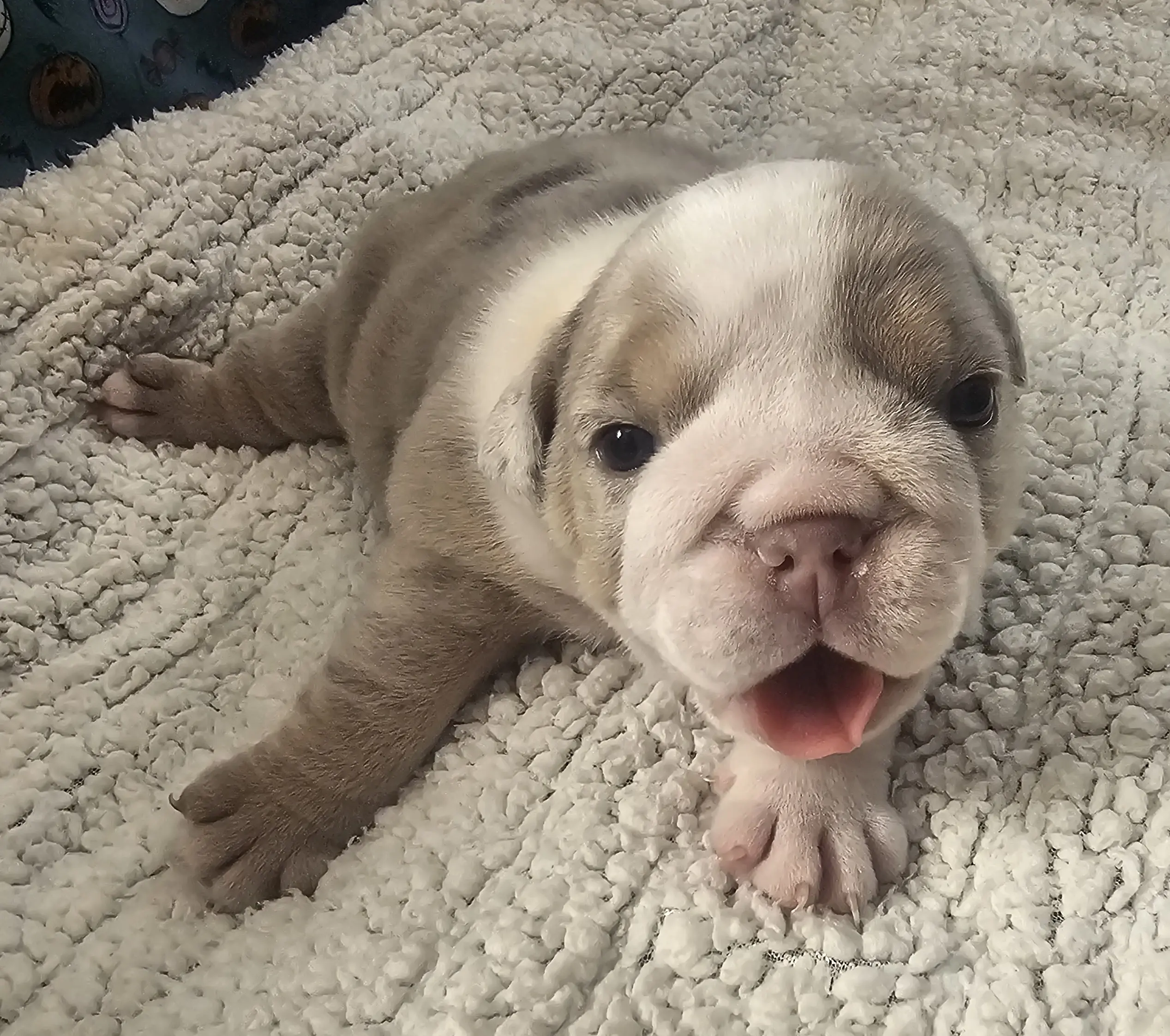 Bulldog puppy