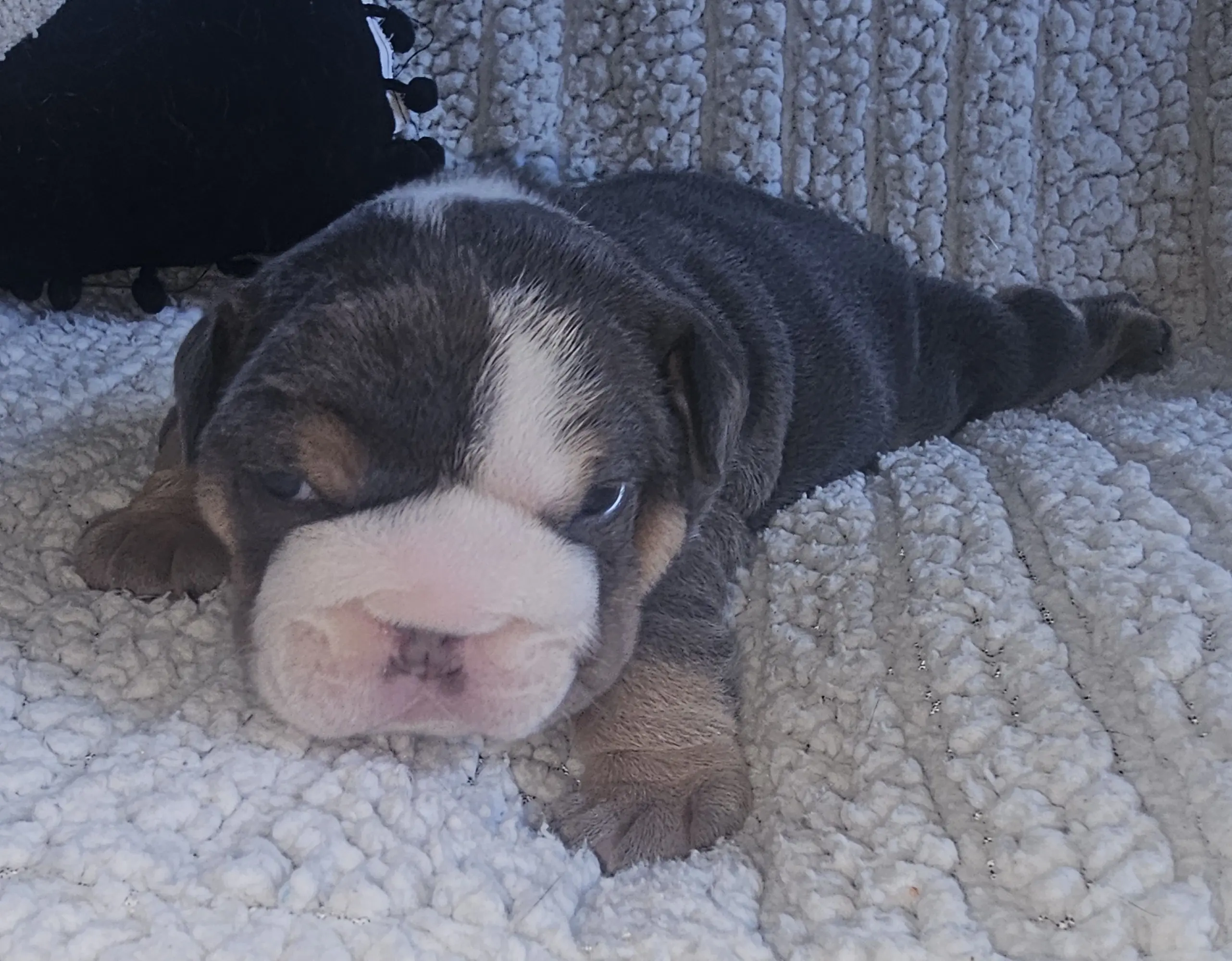 Bulldog puppy