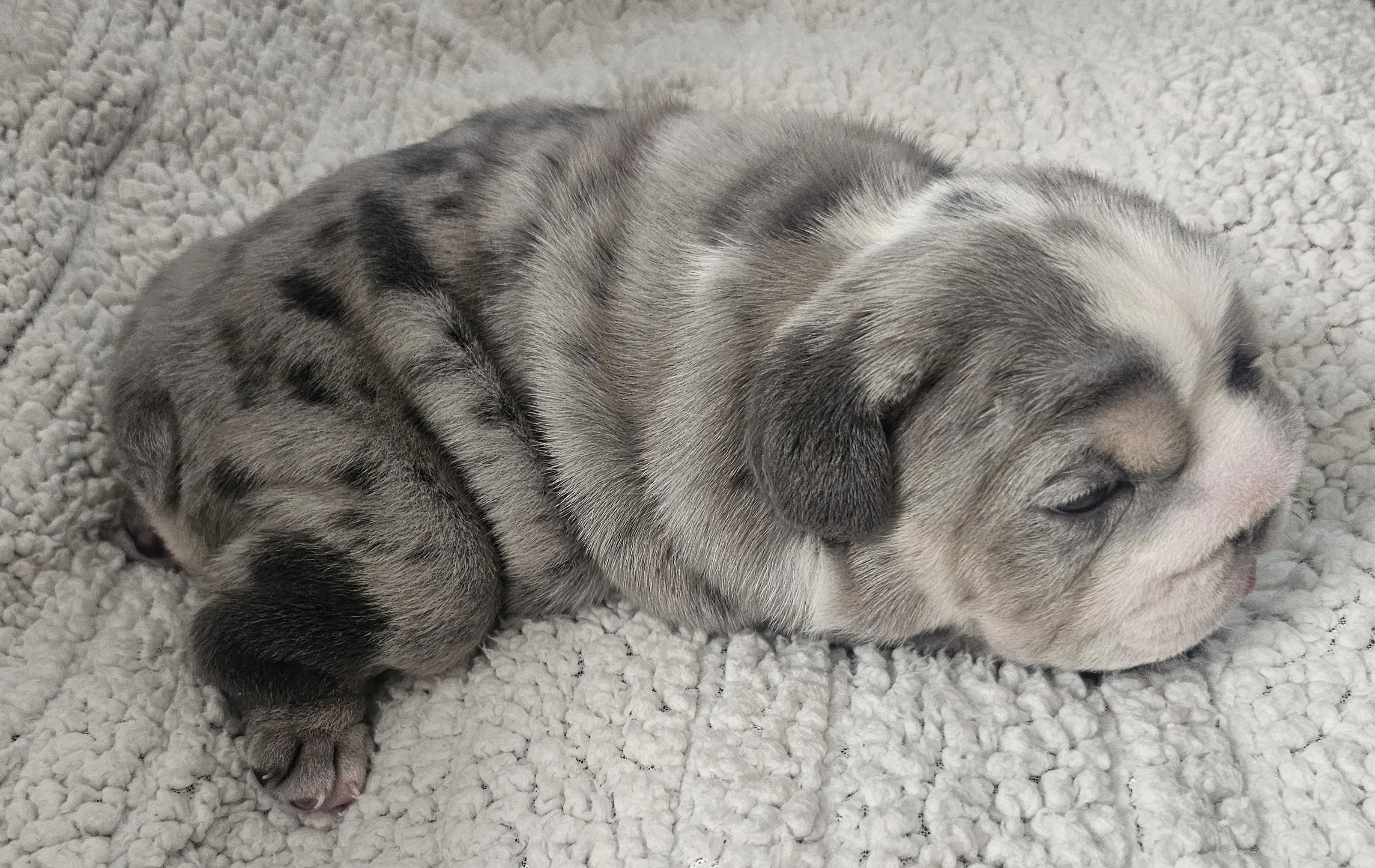 Bulldog puppy for sale: Blue merle Bulldog puppy lying on a soft, textured surface