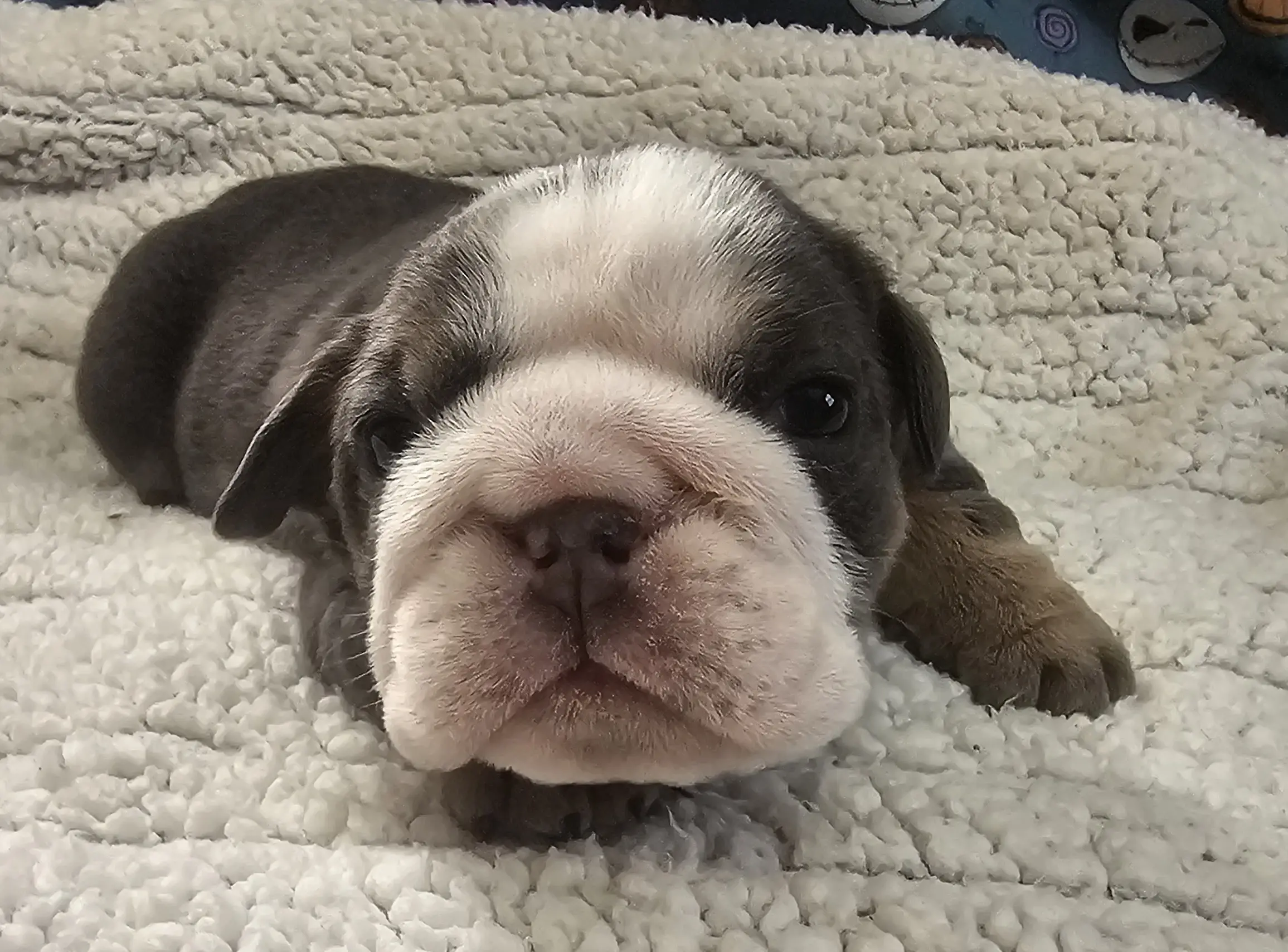 Bulldog puppy for sale: Gray and white Bulldog puppy lying on a fluffy blanket
