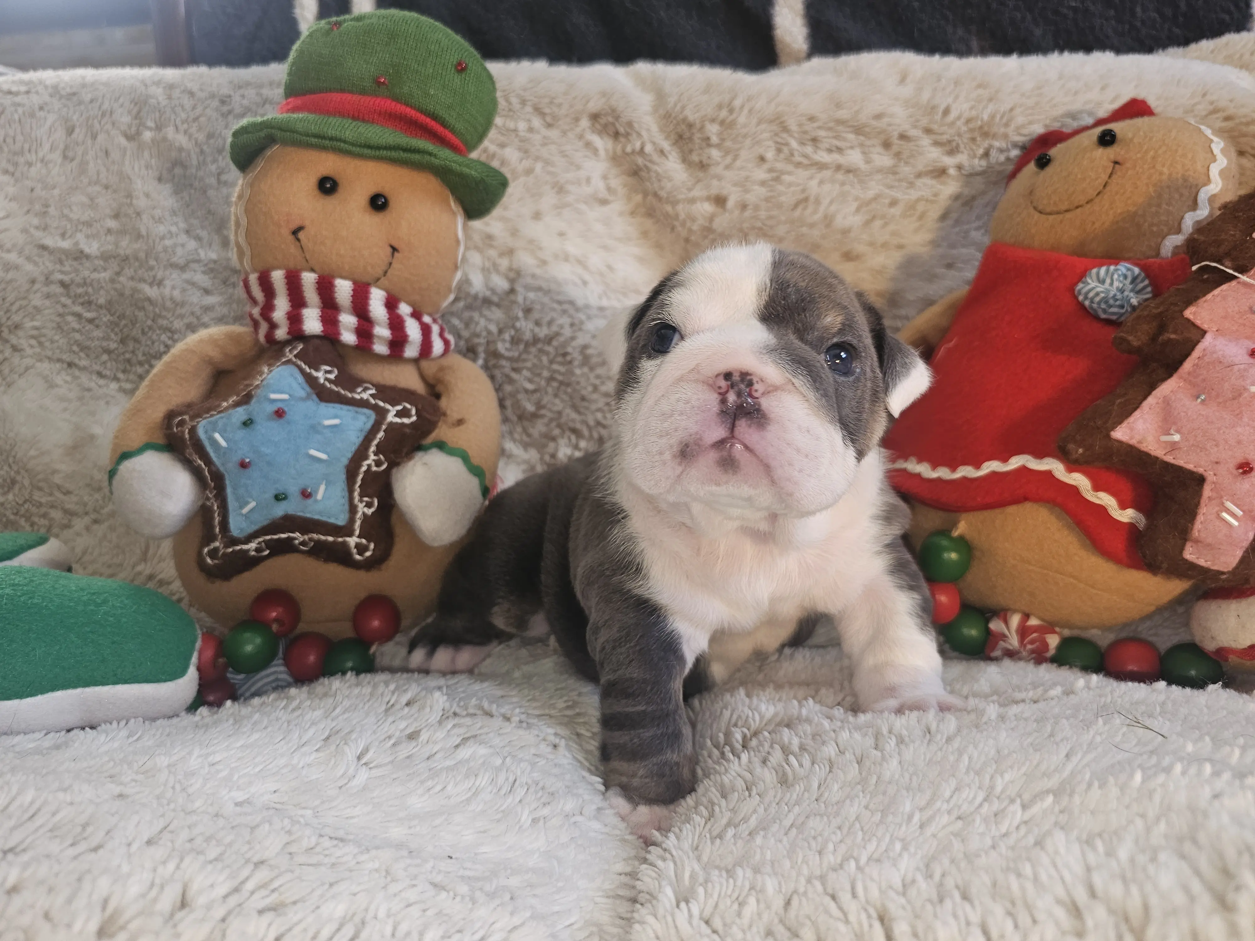 Bulldog puppy