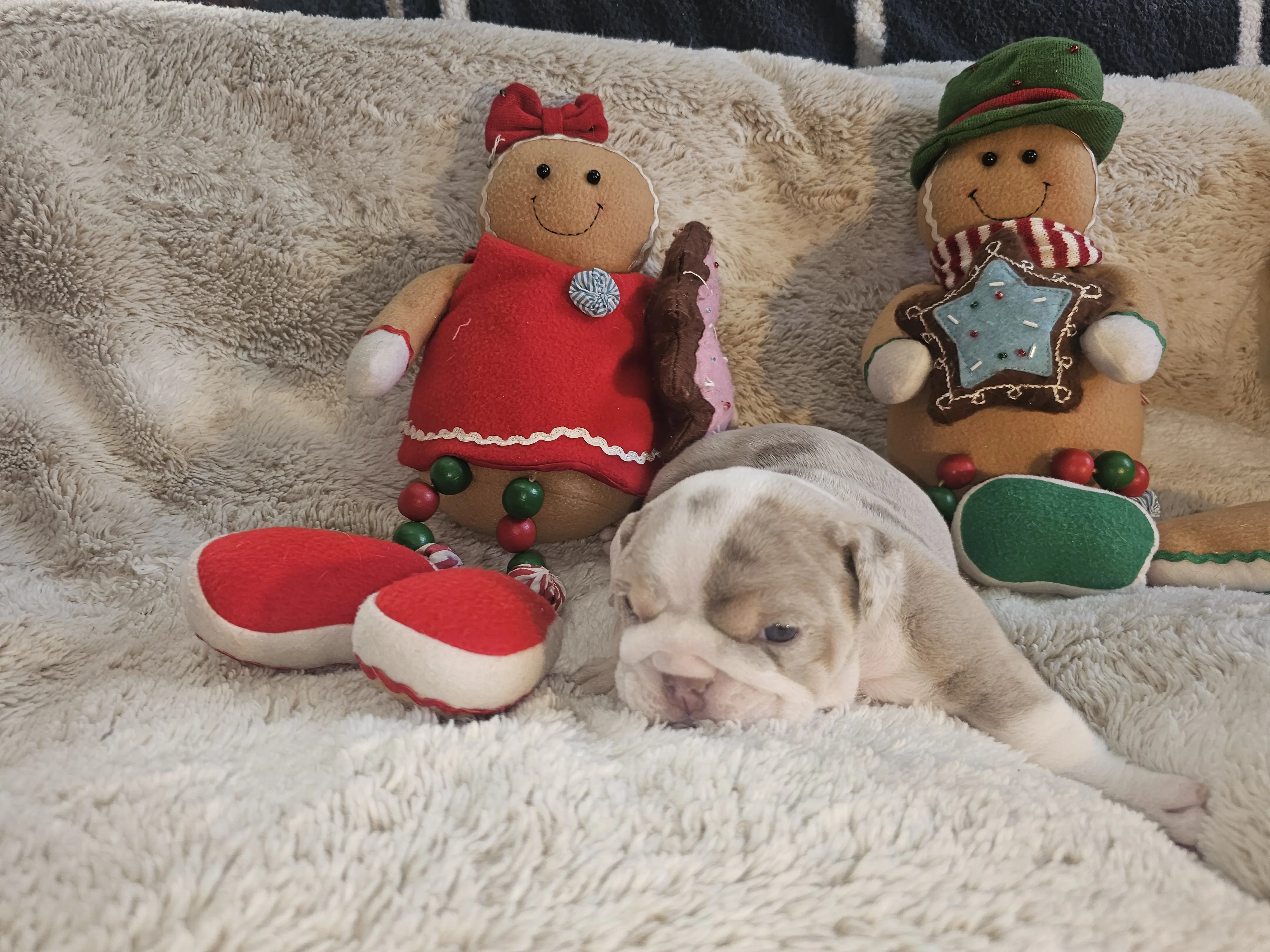 Bulldog puppy