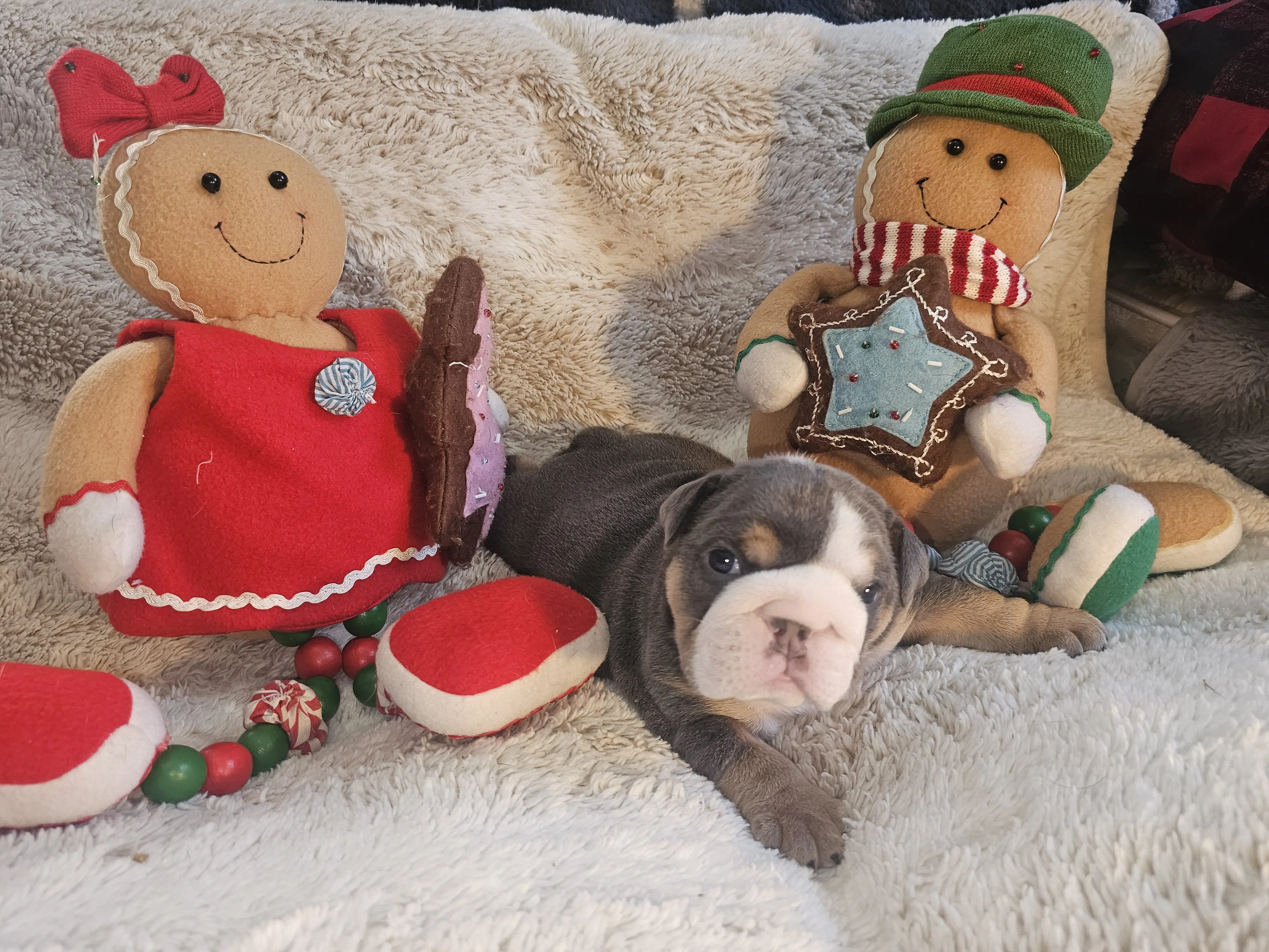 Bulldog puppy