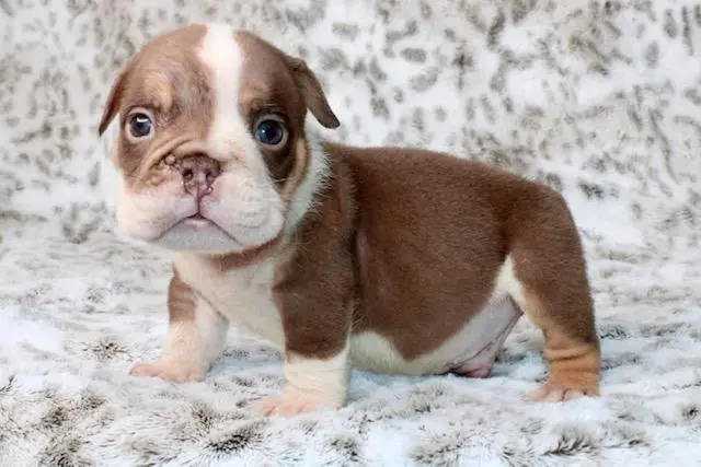 Bulldog puppy