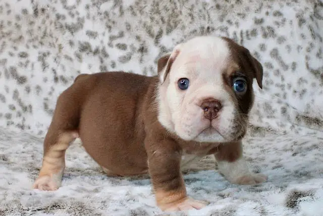 Bulldog puppy
