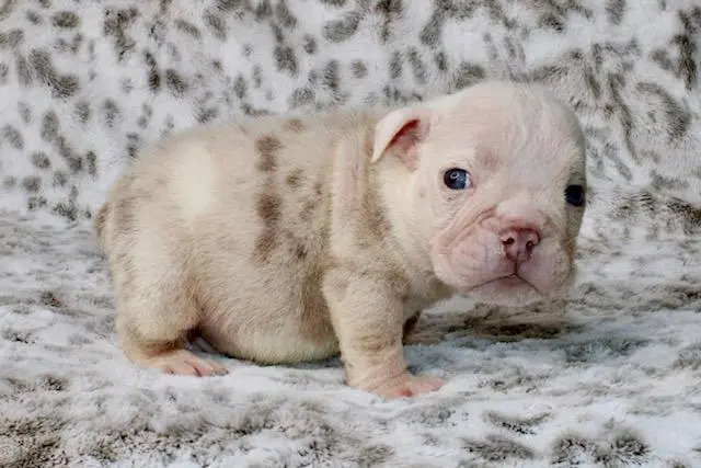 Bulldog puppy