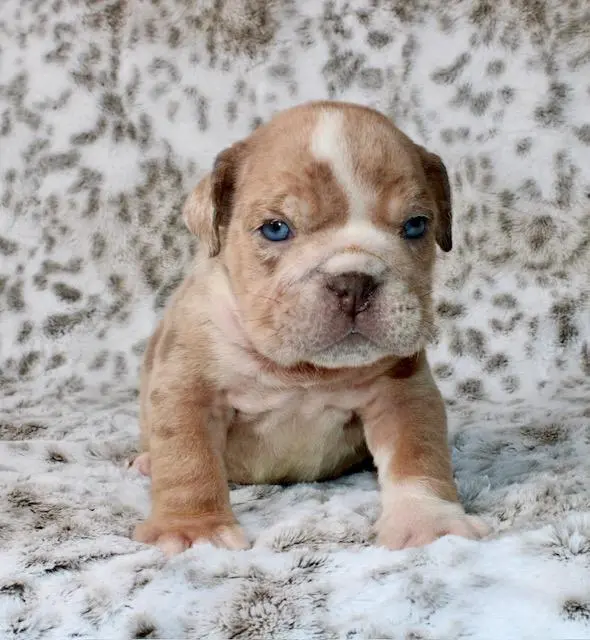 Bulldog puppy