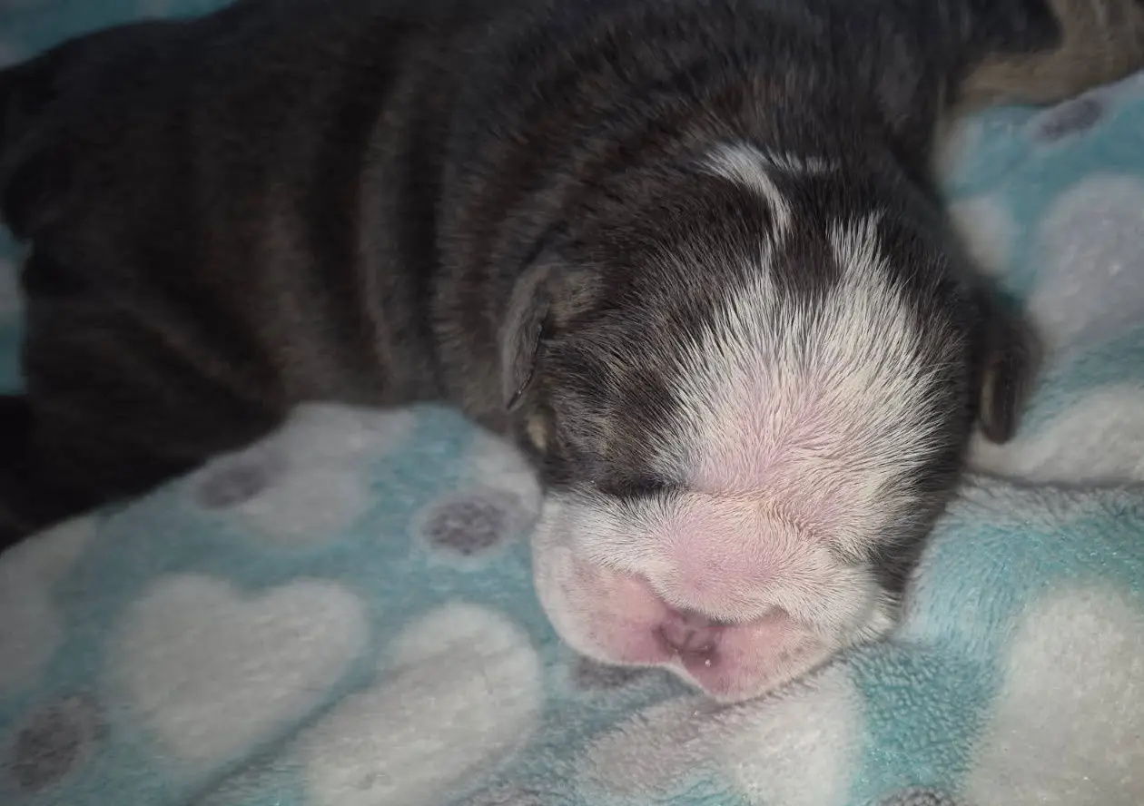 Bulldog puppy