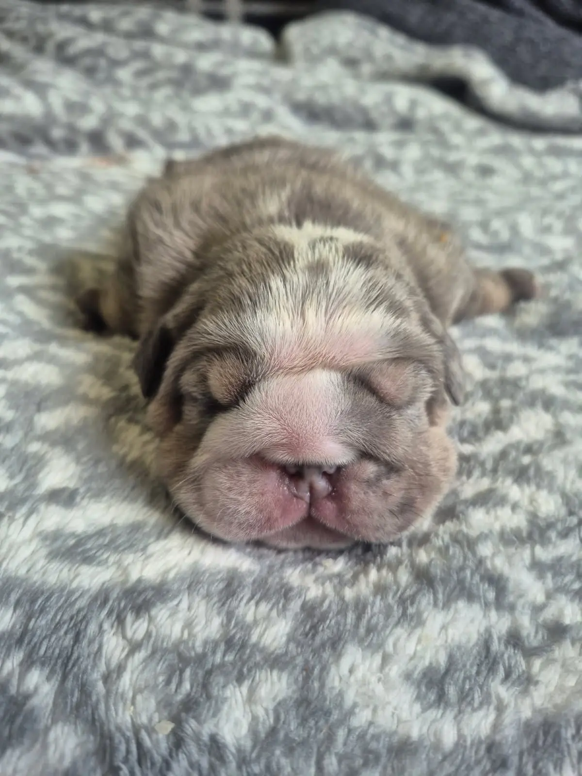 Bulldog puppy