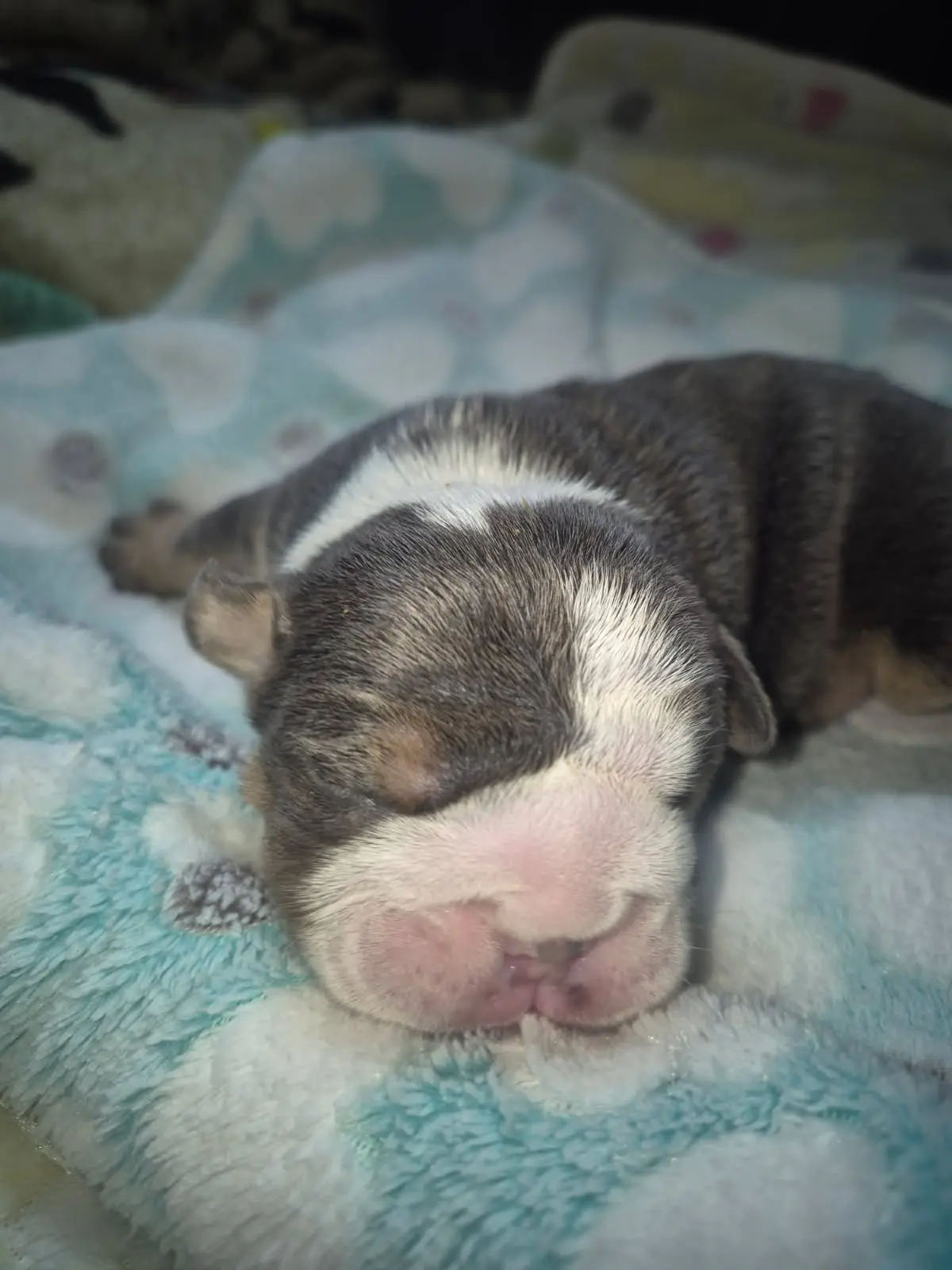 Bulldog puppy