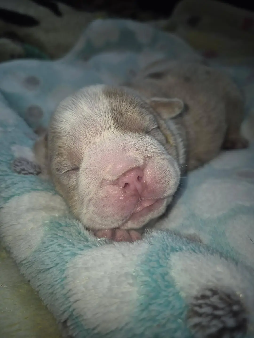 Bulldog puppy
