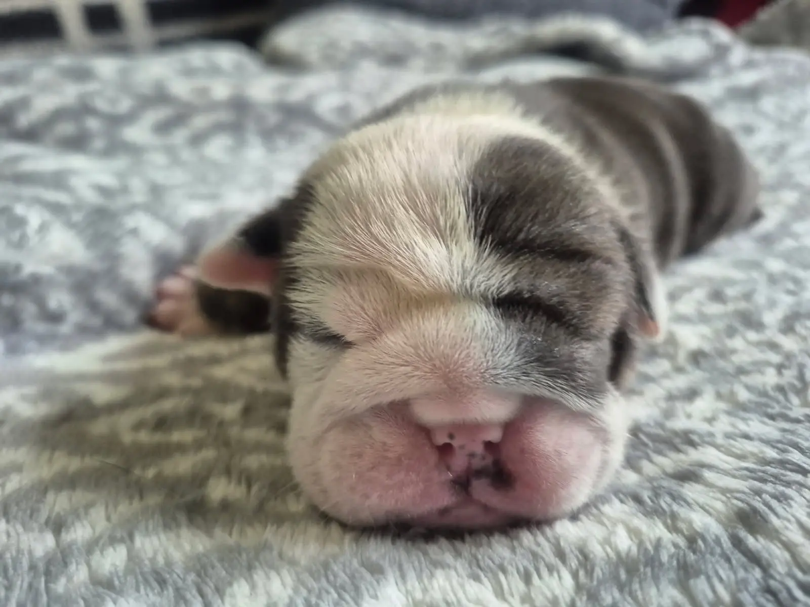 Bulldog puppy