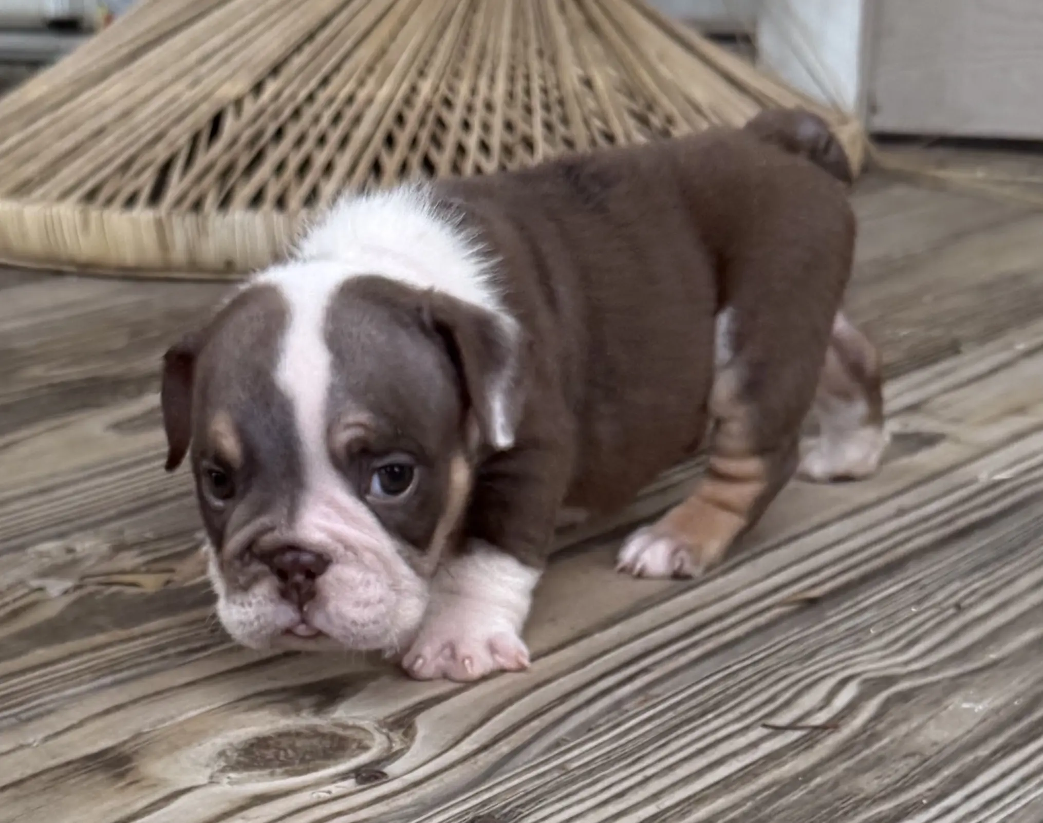 Bulldog puppy