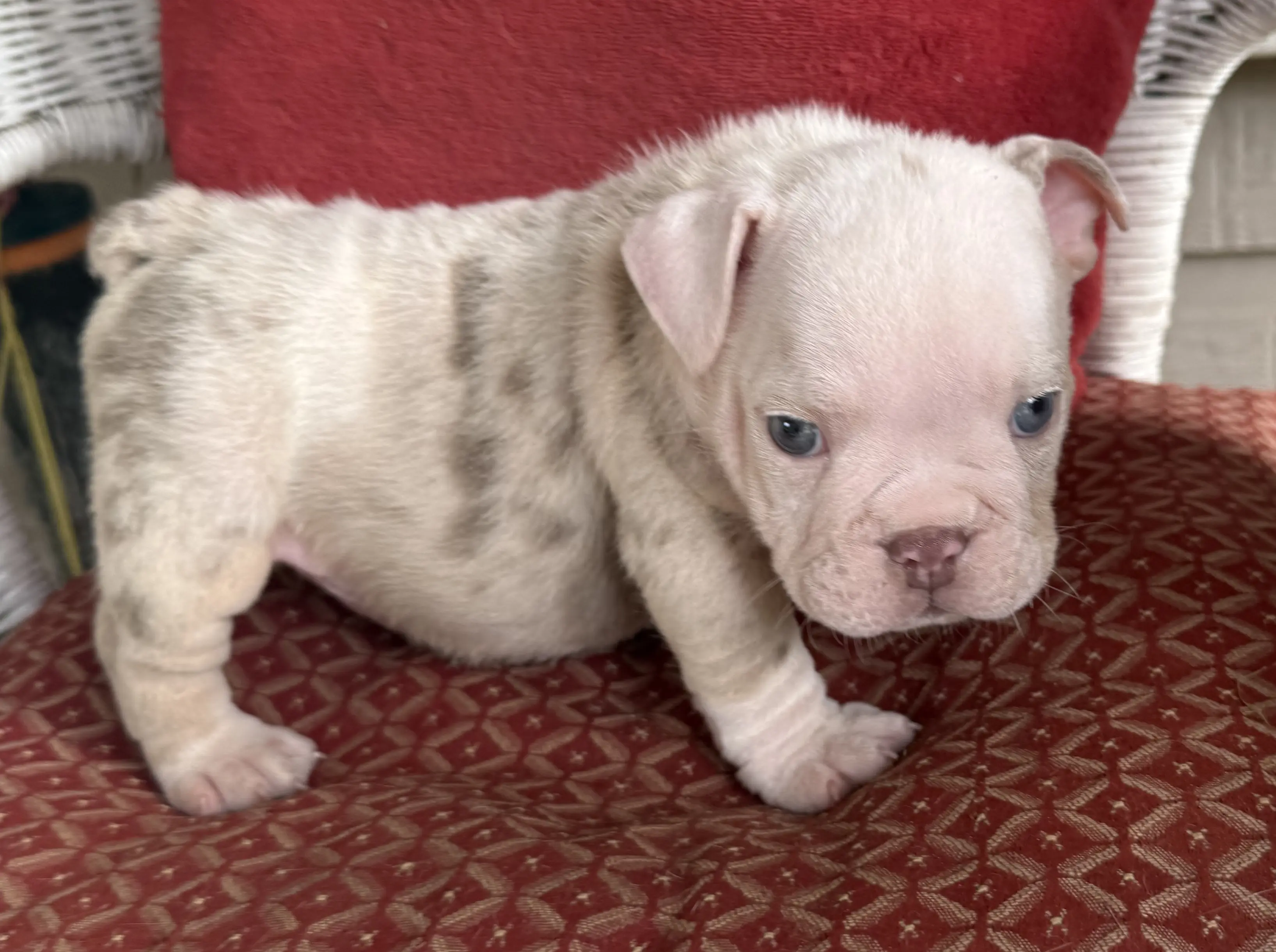 Bulldog puppy