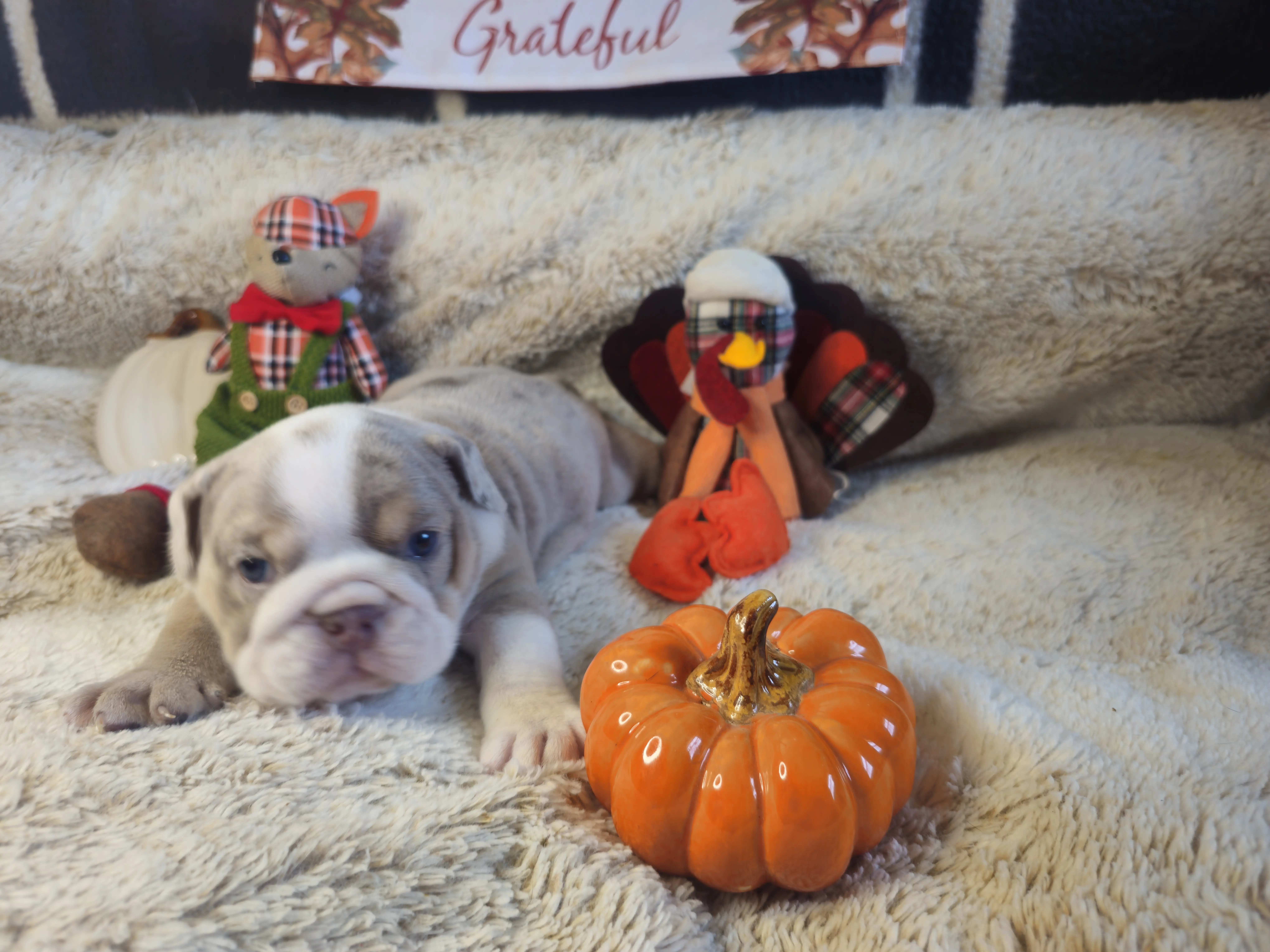 Bulldog puppy for sale: Light-colored Bulldog puppy lying on a fluffy blanket with decorations