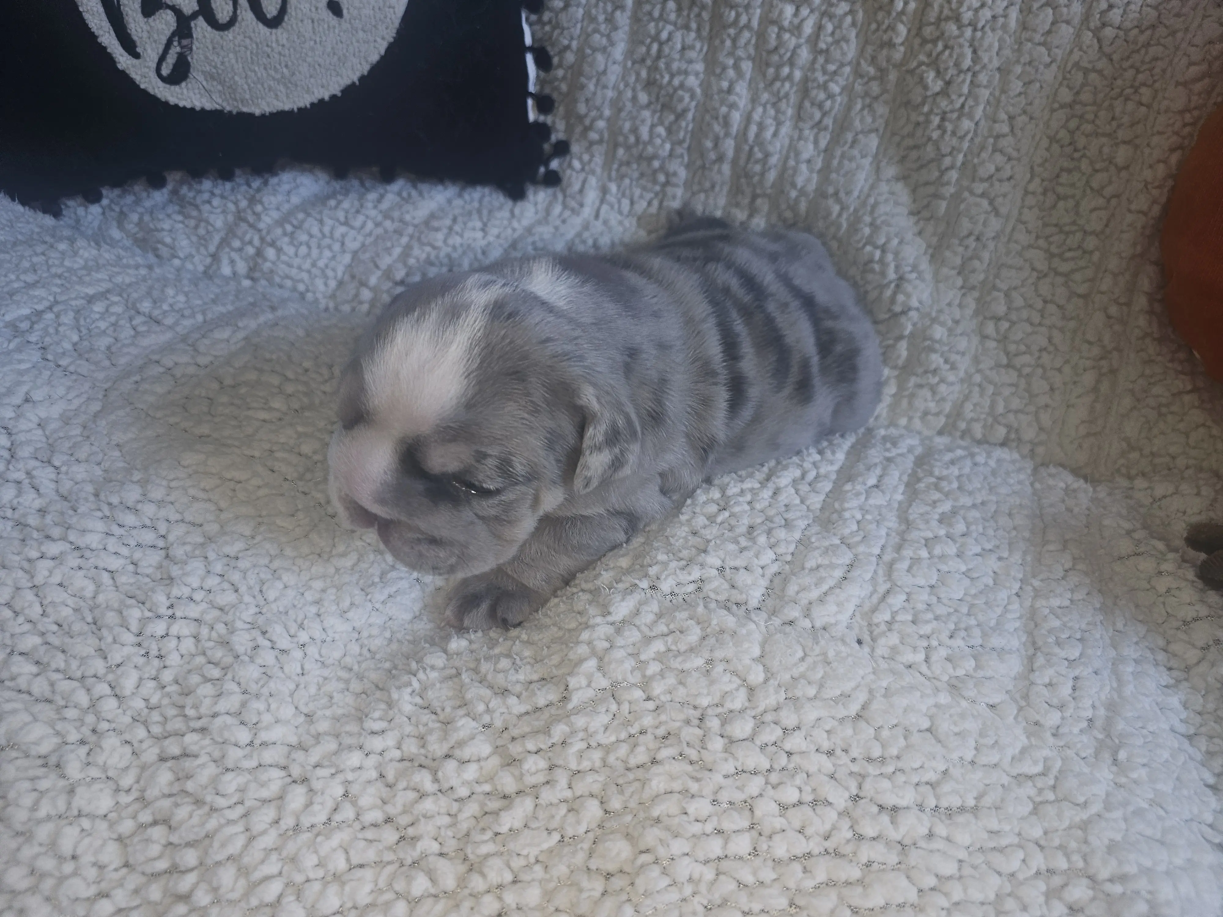 Bulldog puppy for sale: Gray and white striped Bulldog puppy lying on a soft blanket
