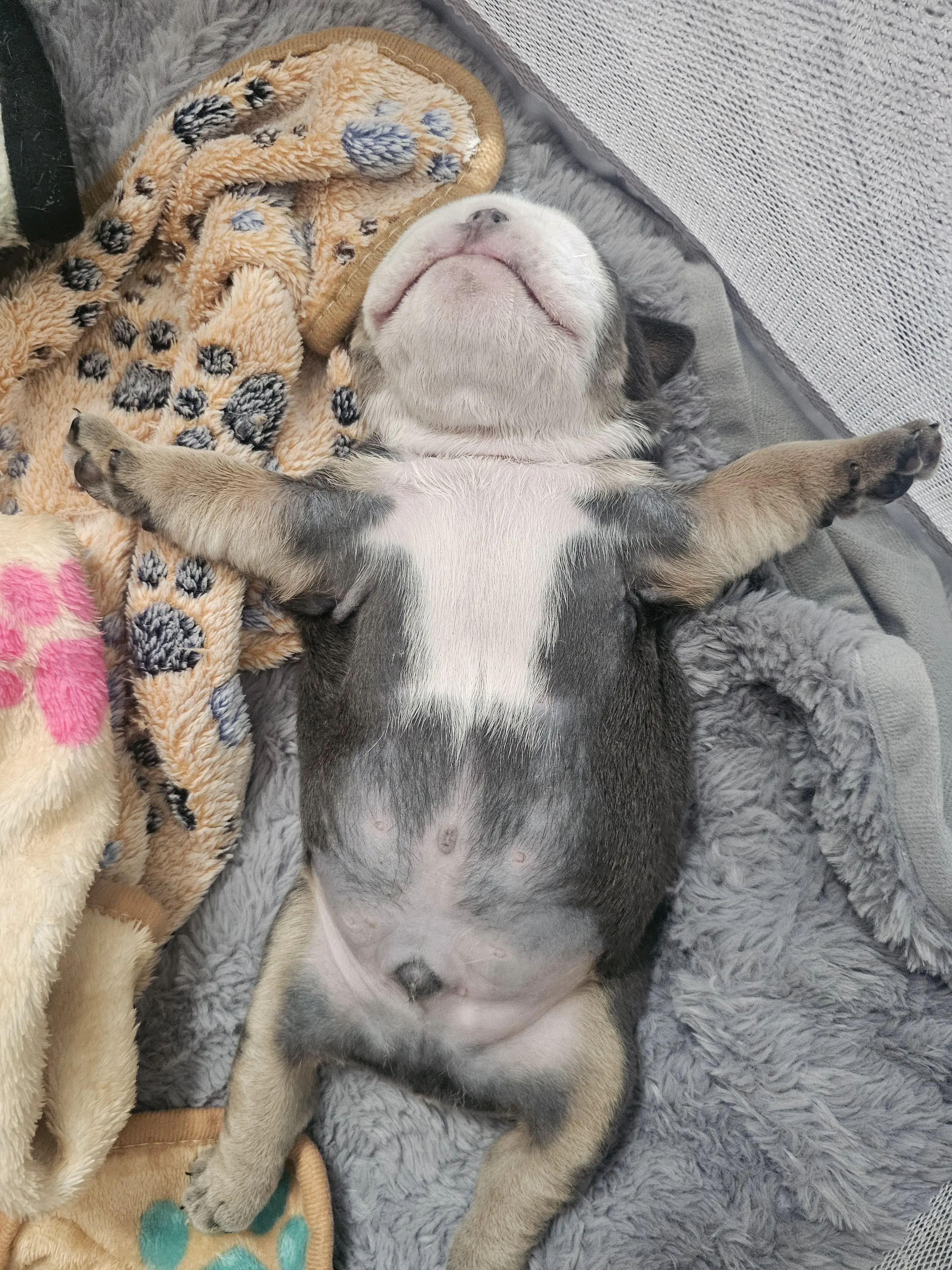 Bulldog puppy for sale: Bulldog puppy lying on its back with a gray coat