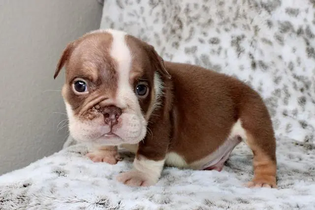 Bulldog puppy for sale: Brown and white Bulldog puppy standing on soft blanket