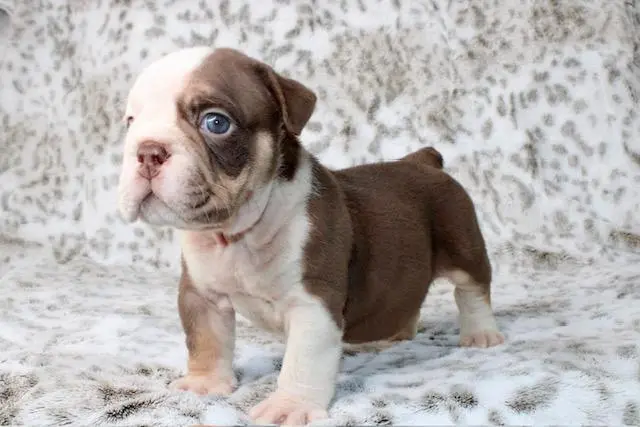 Bulldog puppy for sale: Brown and white Bulldog puppy standing on a soft, patterned surface