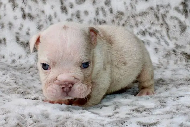 Bulldog puppy for sale: Cream-colored Bulldog puppy lying on a soft, textured surface