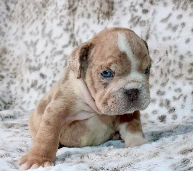 Bulldog puppy for sale: Light brown Bulldog puppy with blue eyes on soft fur background