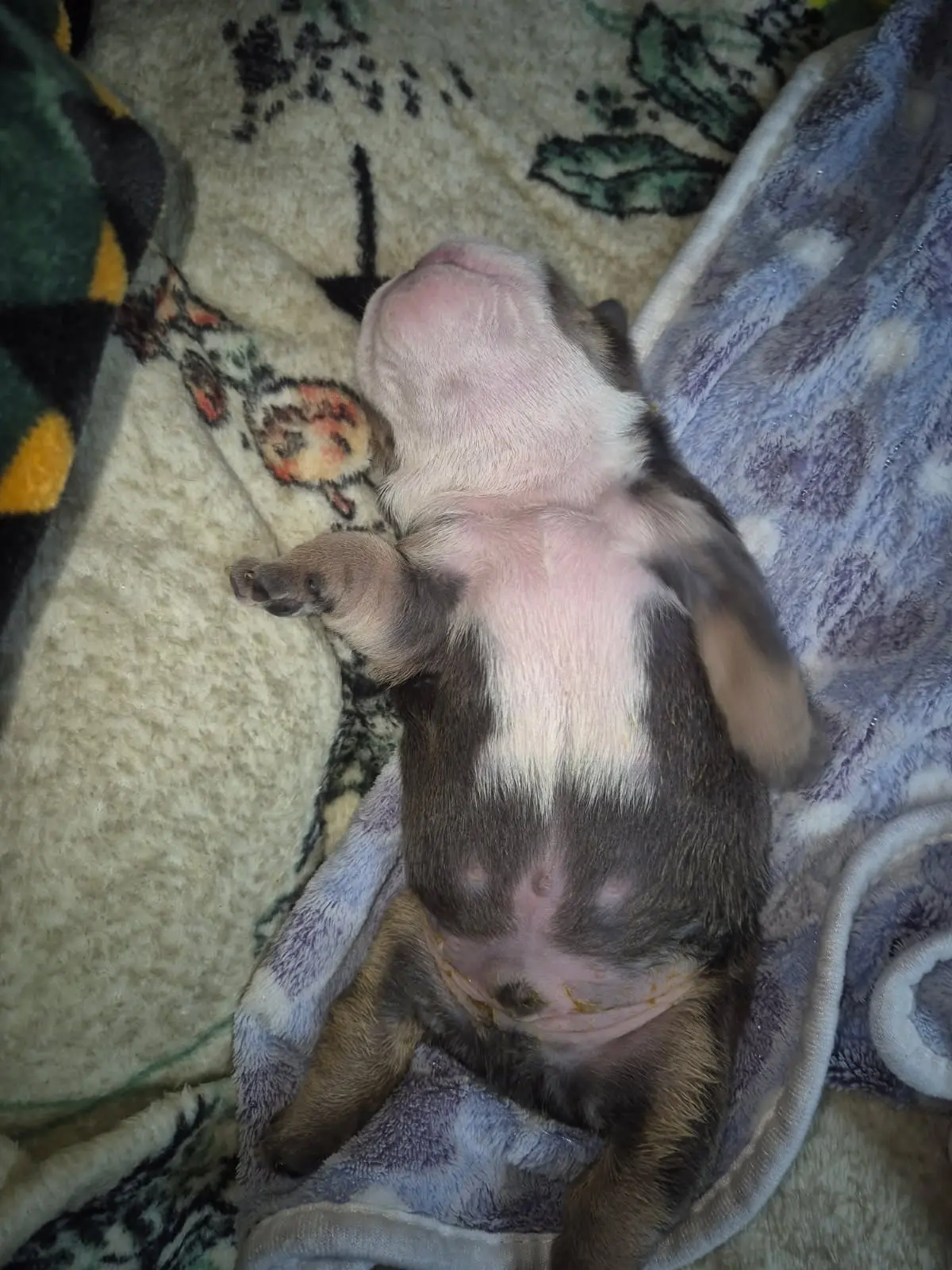 Bulldog puppy for sale: Bulldog puppy lying on its back on a blanket