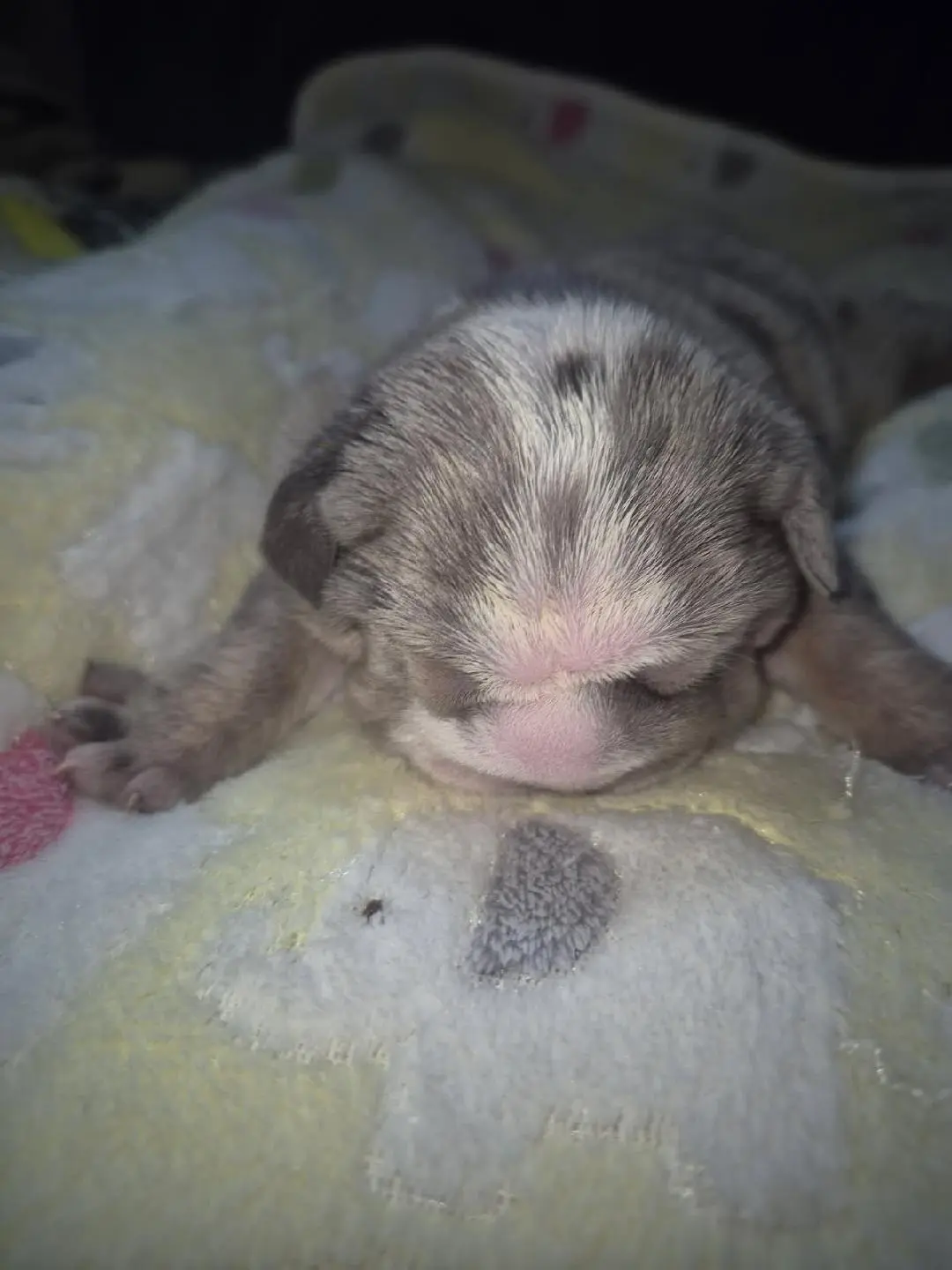 Bulldog puppy for sale: Brindle Bulldog puppy resting on a soft blanket
