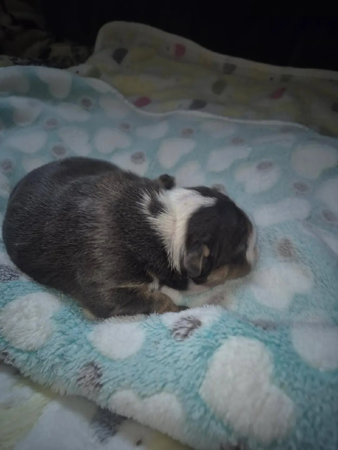 Bulldog puppy for sale: Small puppy with a blue and white coat, sleeping on a blanket