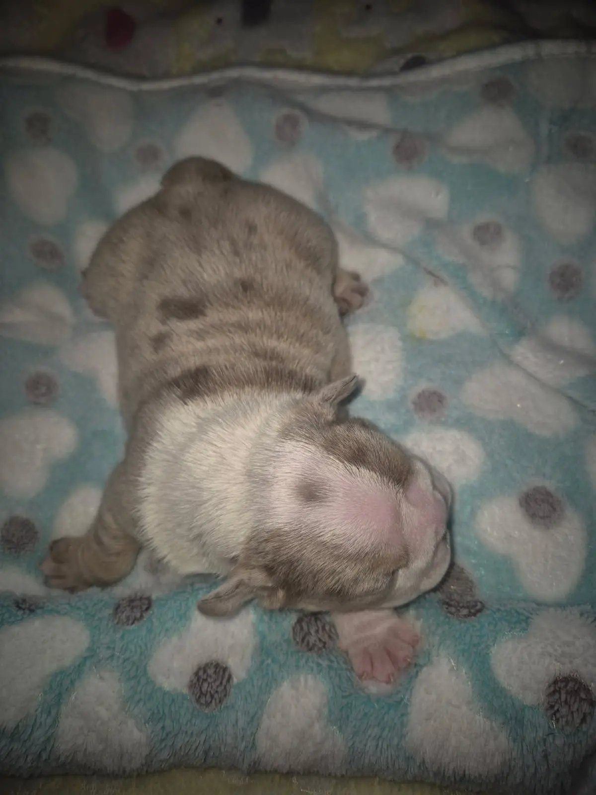 Bulldog puppy for sale: Light brown and white Bulldog puppy lying on a soft blanket