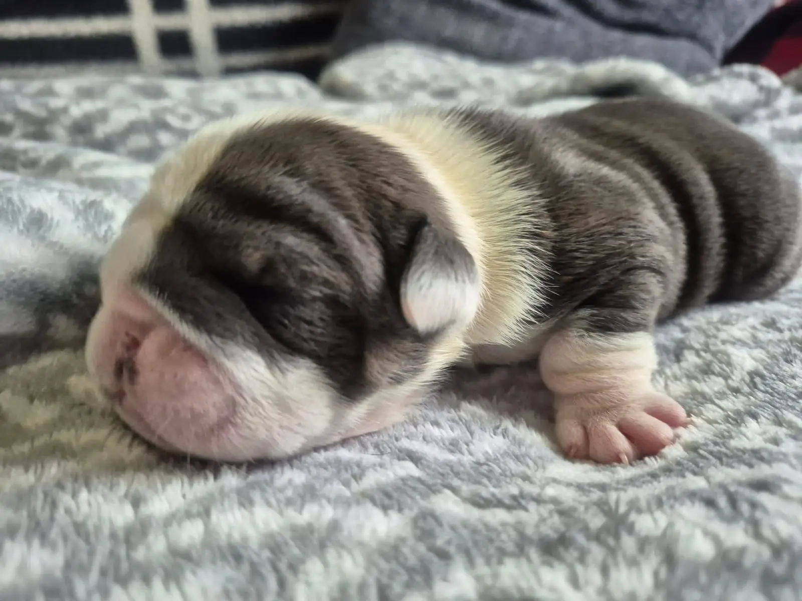 Bulldog puppy for sale: Sleeping Bulldog puppy with a brindle and white coat