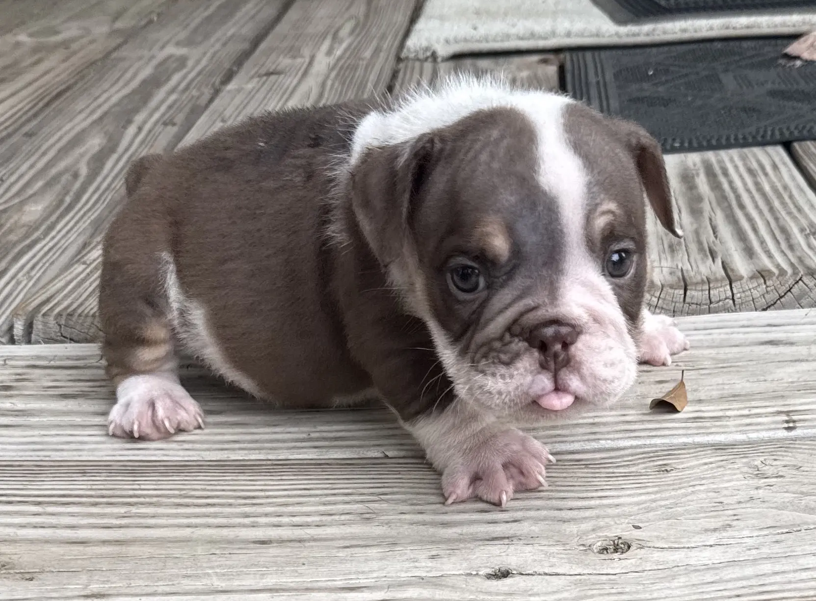 Bulldog puppy for sale: Brown and white Bulldog puppy lying on wooden porch