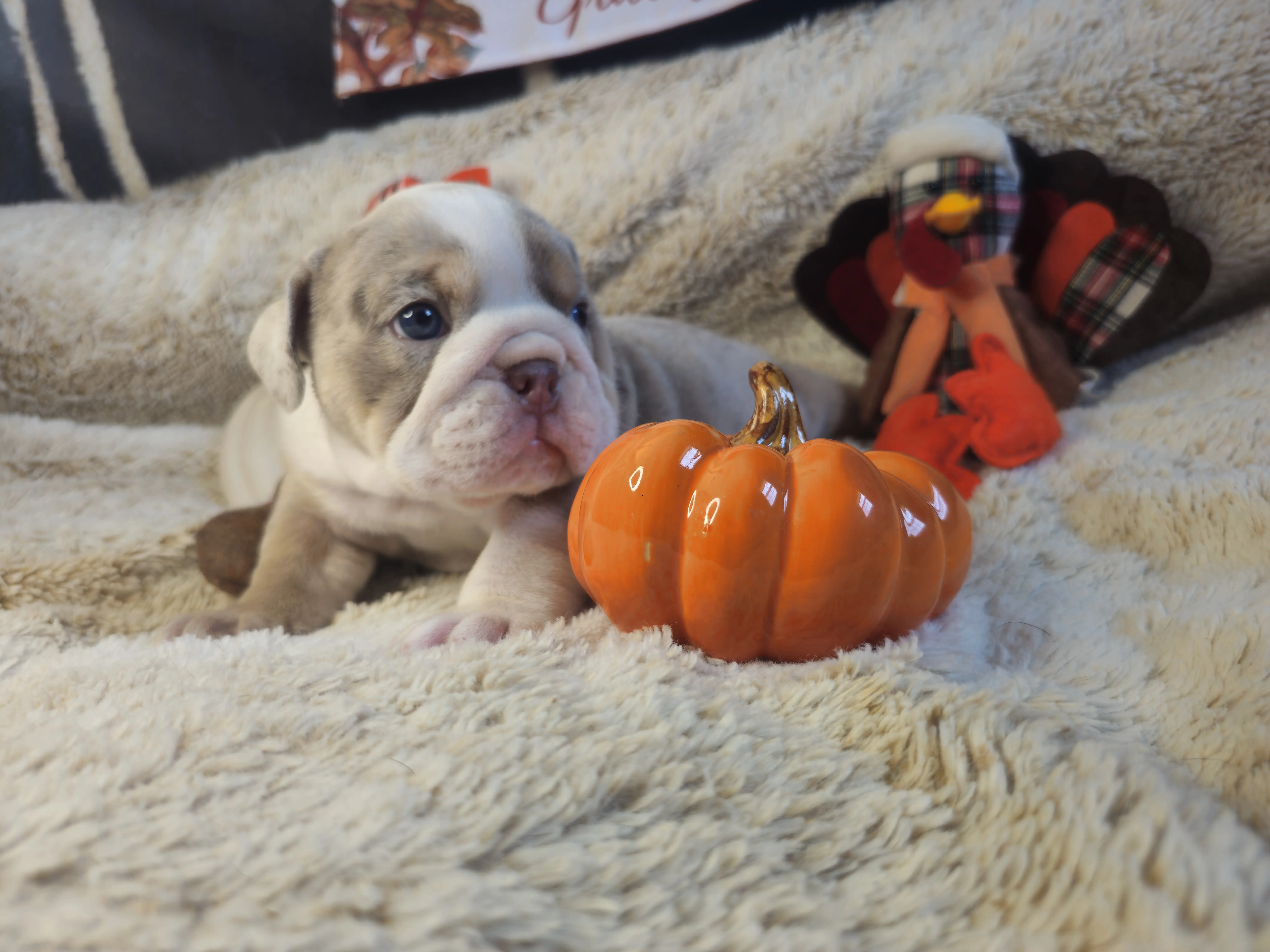 Bulldog puppy for sale: Bulldog puppy with a brindle coat beside a small pumpkin