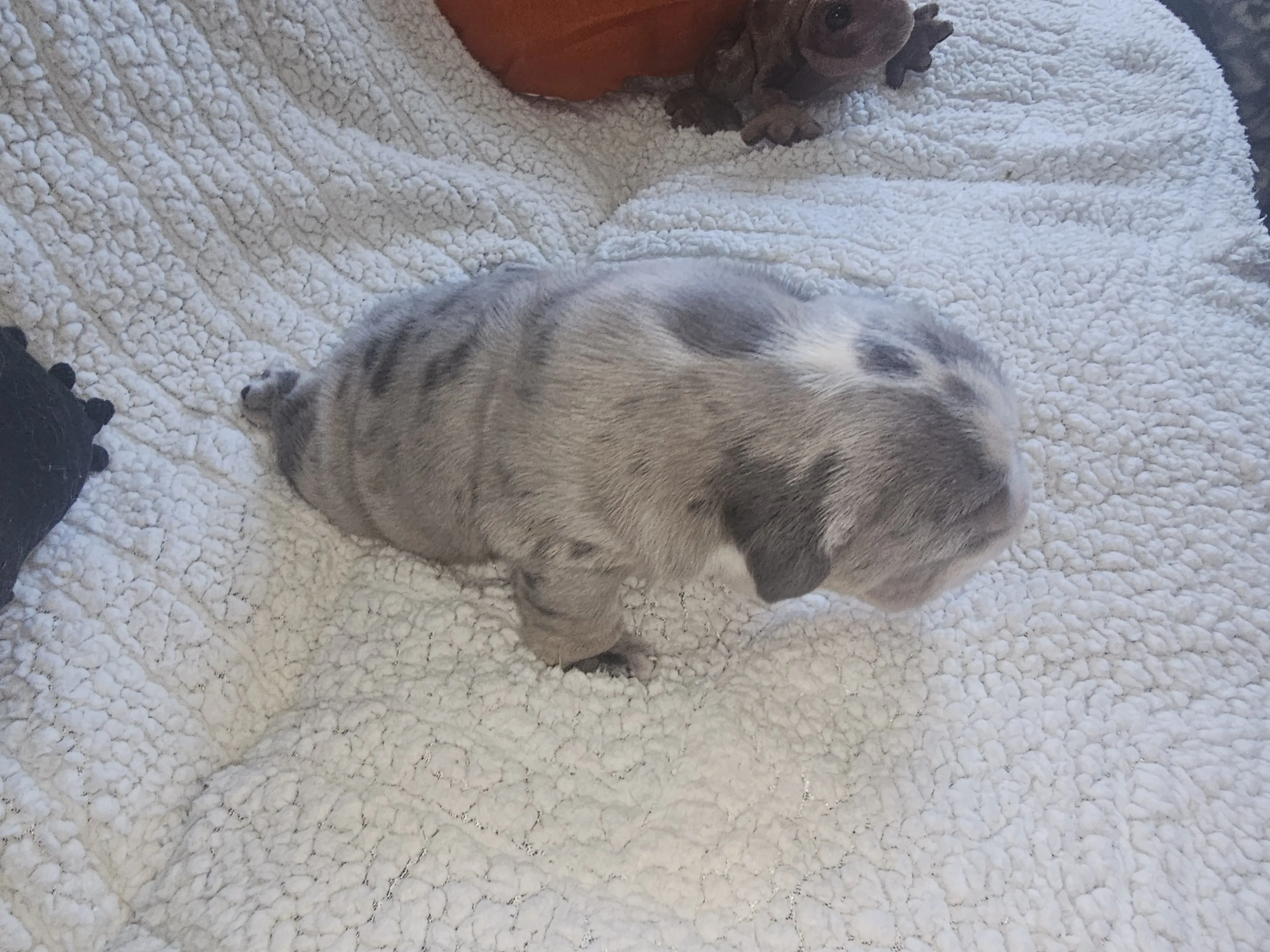 Bulldog puppy for sale: Blue and white spotted Bulldog puppy sitting on a fluffy blanket