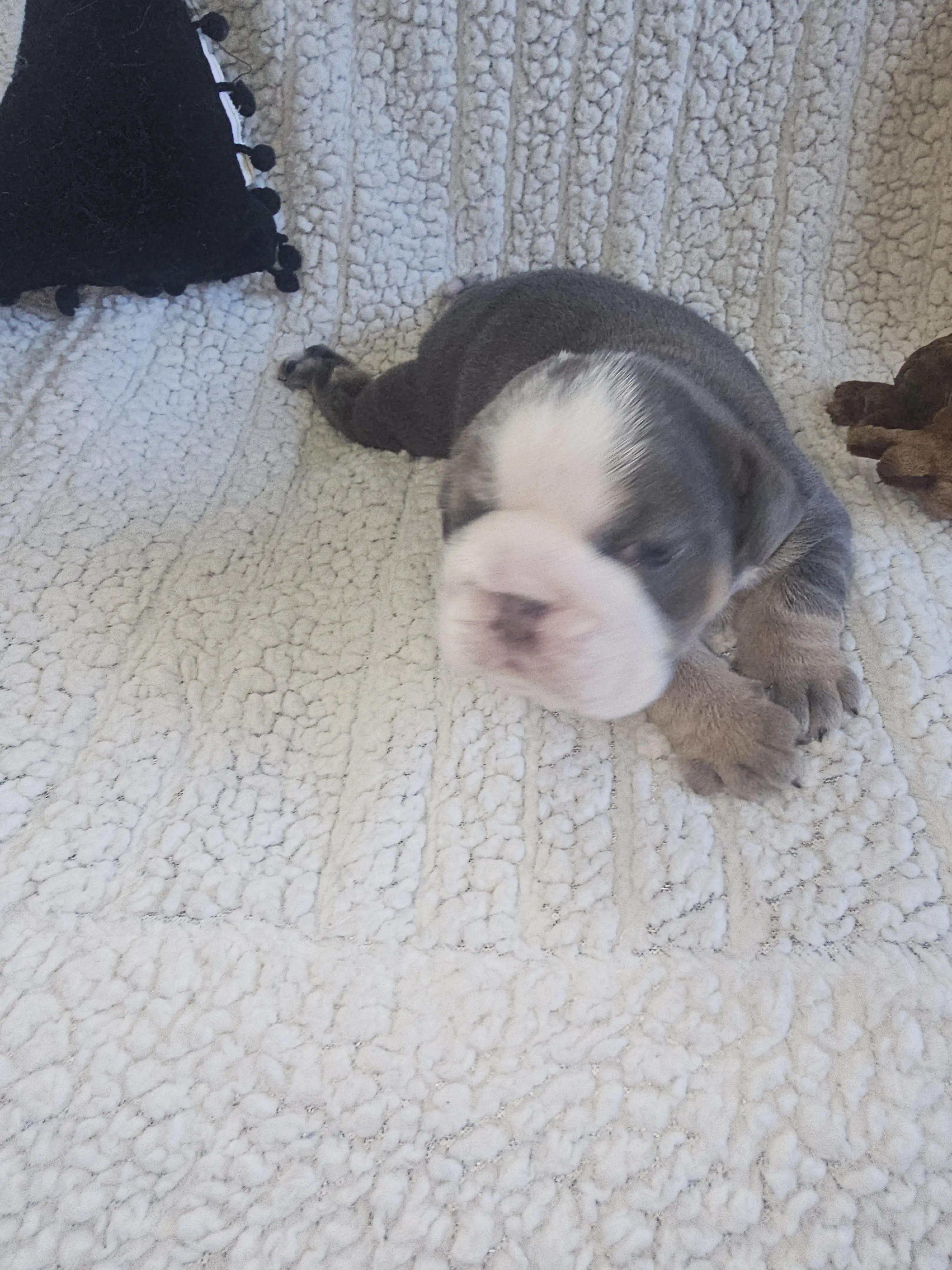 Bulldog puppy for sale: Gray and white Bulldog puppy lying on a soft blanket