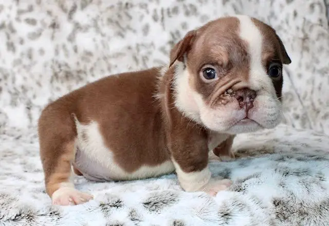 Bulldog puppy for sale: Brown and white Bulldog puppy standing on a soft surface