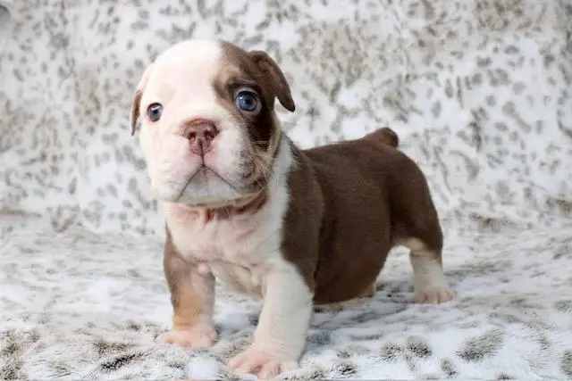 Bulldog puppy for sale: Brown and white Bulldog puppy standing on a soft surface