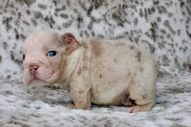 Bulldog puppy for sale: Cream and tan Bulldog puppy sitting on soft, patterned surface