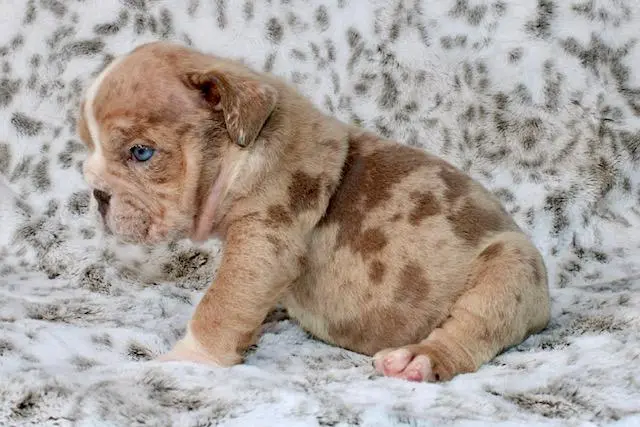 Bulldog puppy for sale: Brown and cream spotted Bulldog puppy sitting on soft fur background